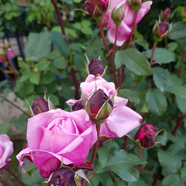 Ш-011 - Роза в саксия 7 л