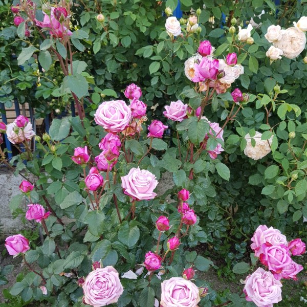 Ш-011 - Роза гол корен