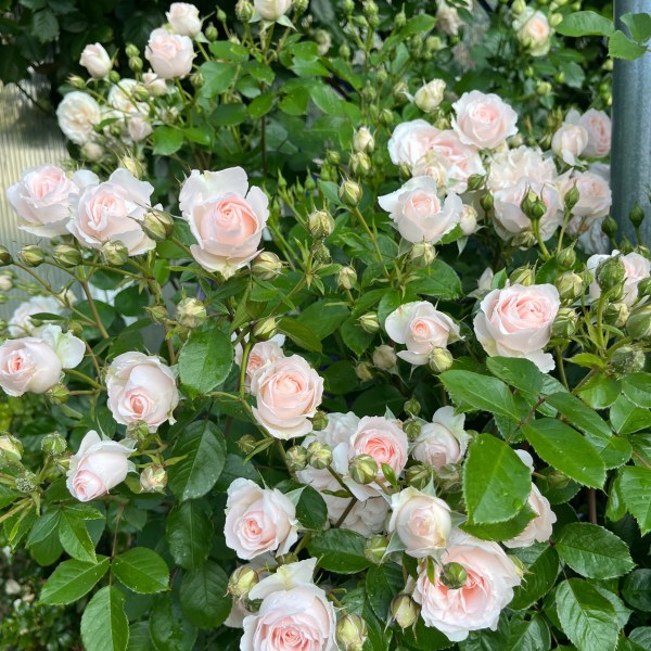 Ш-013 - Роза в саксия 3 л