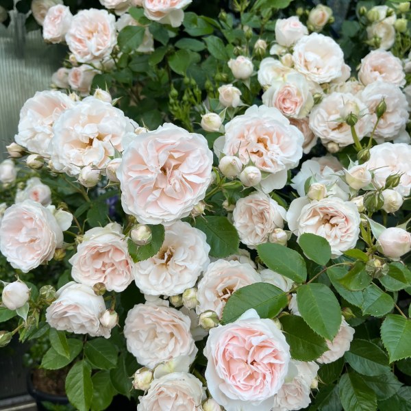 Ш-013 - Роза в саксия 7 л