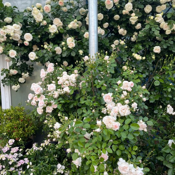 Ш-013 - Роза гол корен