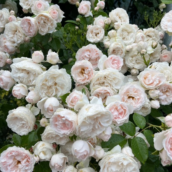 Ш-013 - Щамроза  в саксия 5 л