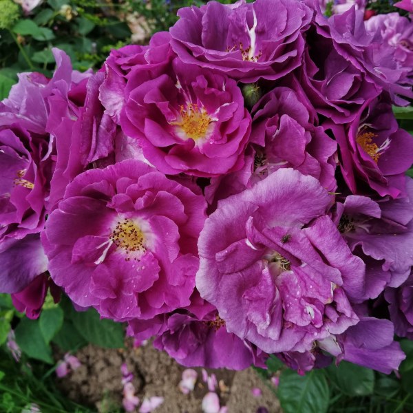 Ш-015 - Роза в саксия 3 л