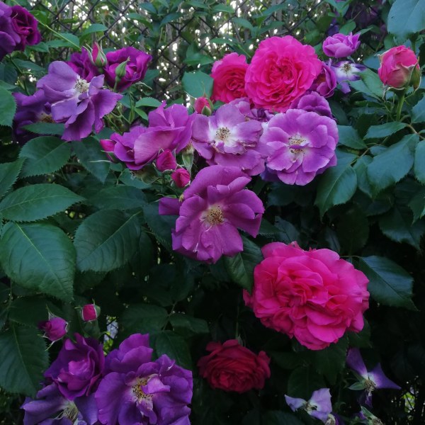 Ш-015 - Роза в саксия 7 л