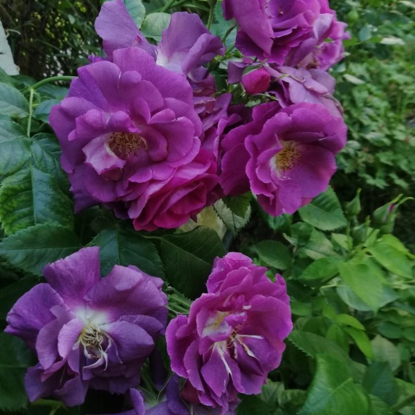 Ш-015 - Роза гол корен