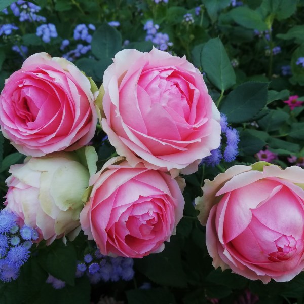 Ш-020 - Роза в саксия 3 л