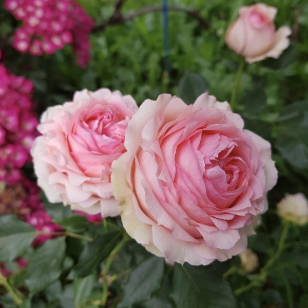 Ш-020 - Роза в саксия 7 л