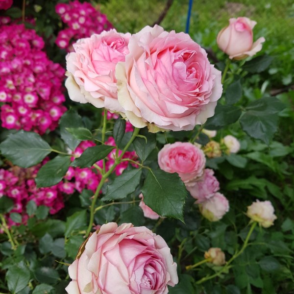 Ш-020 - Роза гол корен