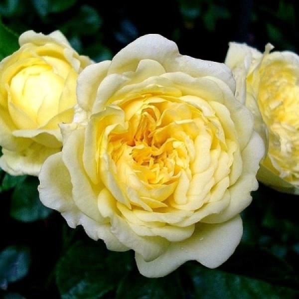 Ш-028 - Роза в саксия 3 л