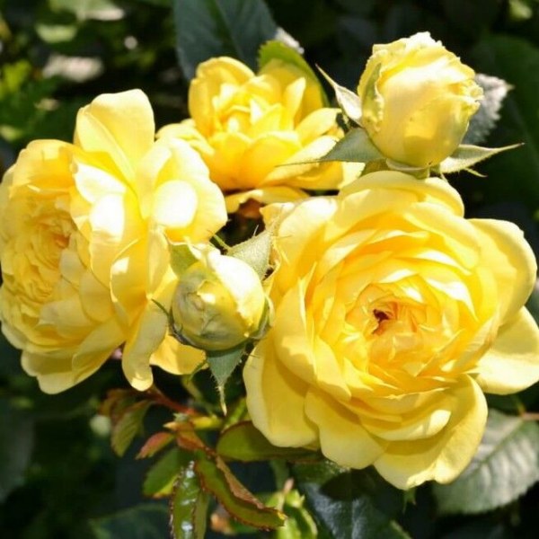 Ш-028 - Роза в саксия 7 л