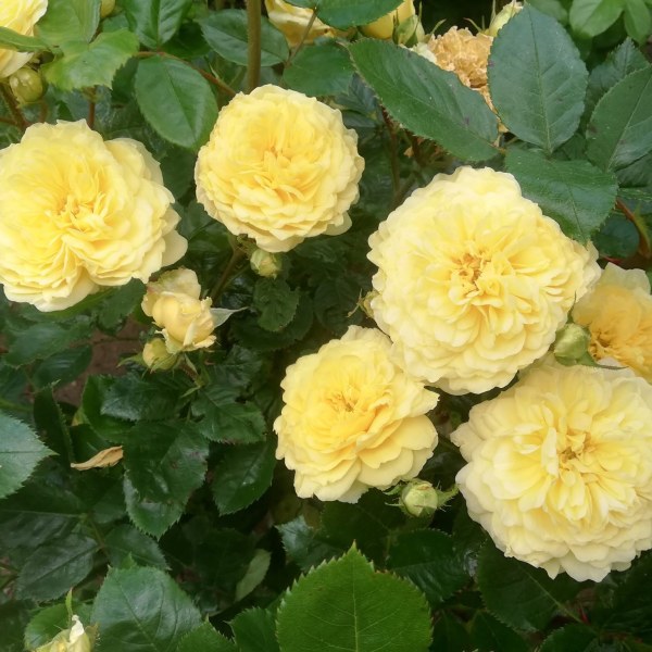 Ш-028 - Щамроза  в саксия 5 л