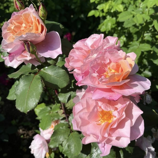 Ш-029 - Роза в саксия 3 л