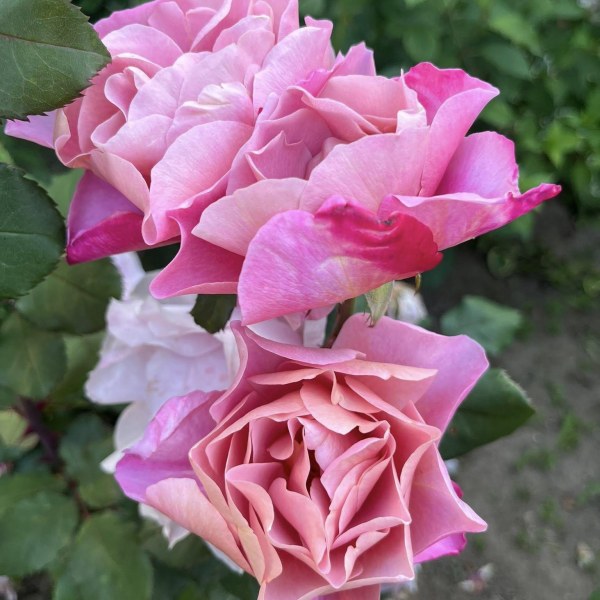 Ш-029 - Роза в саксия 7 л