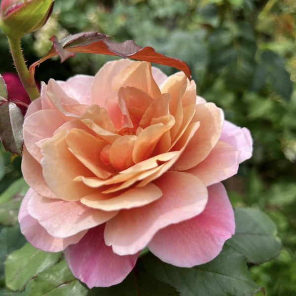 Ш-029 - Роза гол корен