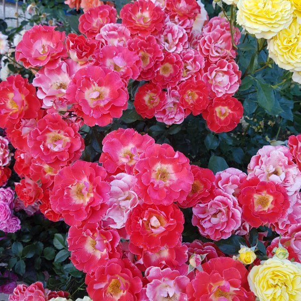 Ш-030 - Роза в саксия 3 л