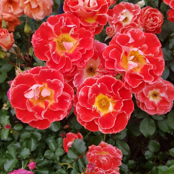 Ш-030 - Роза в саксия 7 л