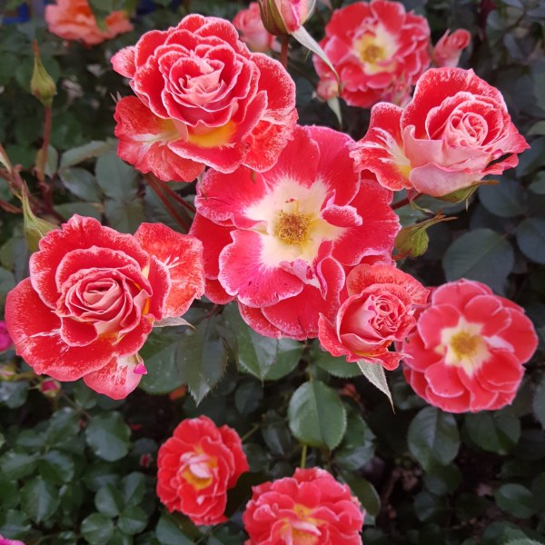 Ш-030 - Роза гол корен