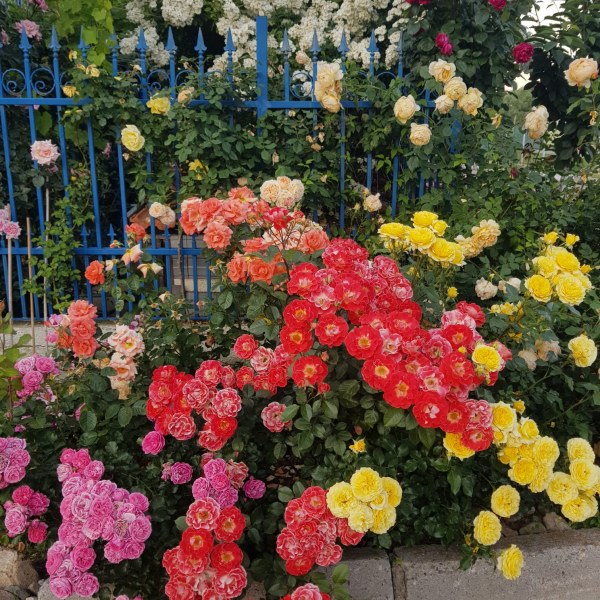 Ш-030 - Щамроза  в саксия 5 л