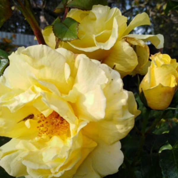 Ш-034 - Роза в саксия 3 л