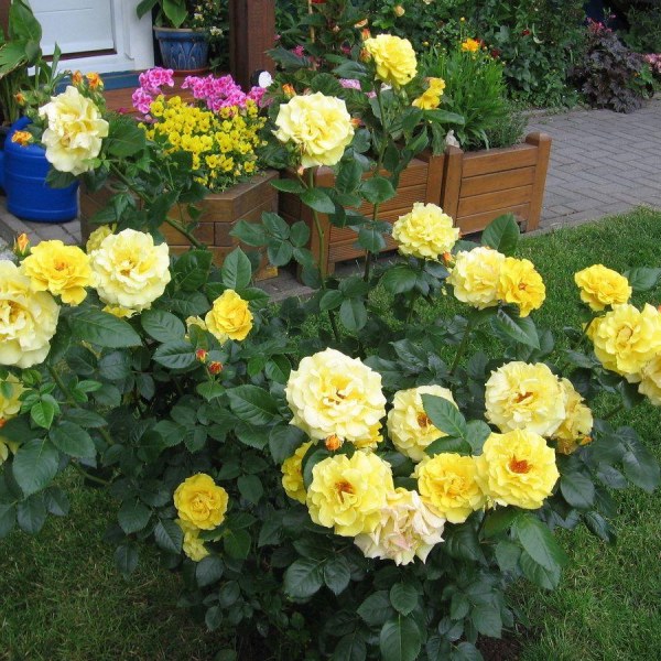 Ш-034 - Роза в саксия 7 л