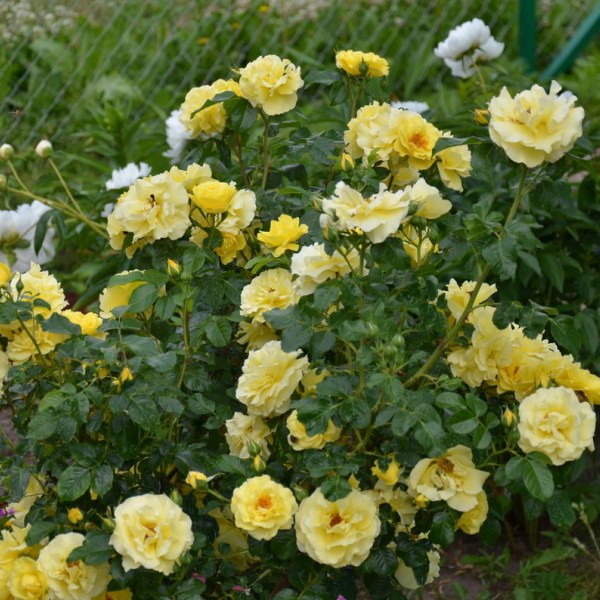 Ш-034 - Роза гол корен