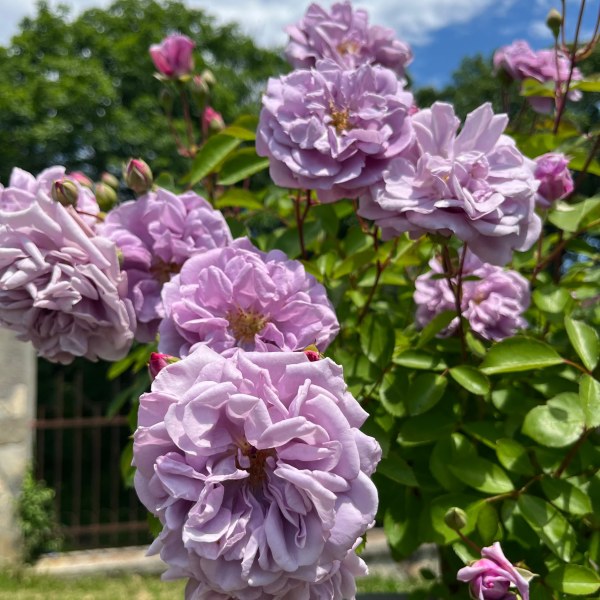 Ш-069 - Роза в саксия 3 л