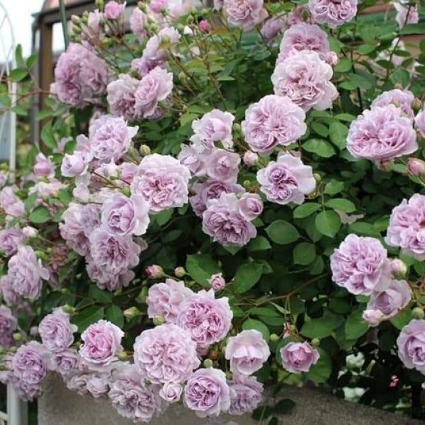 Ш-069 - Роза в саксия 7 л