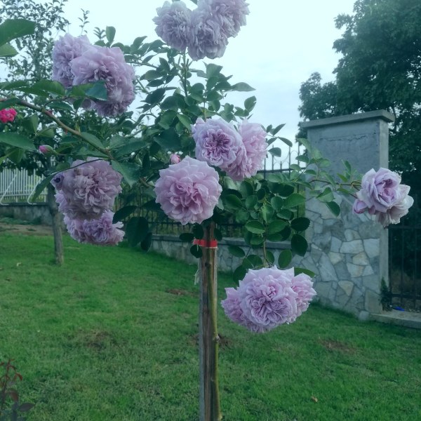 Ш-069 - Щамроза в саксия