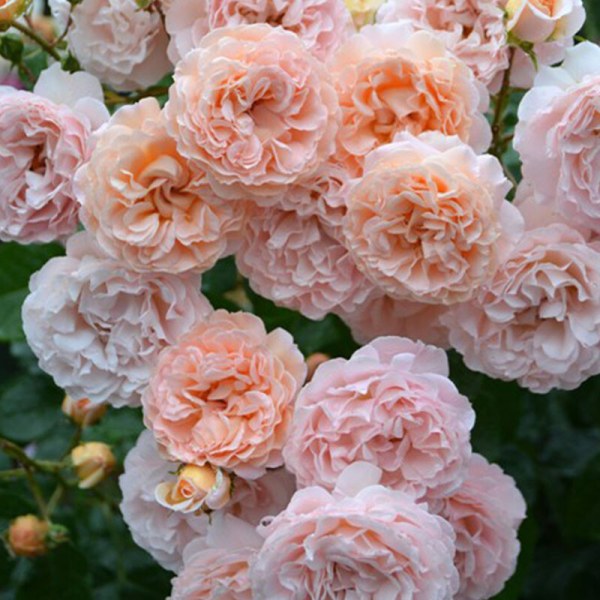 Ш-076 - Роза в саксия 3 л