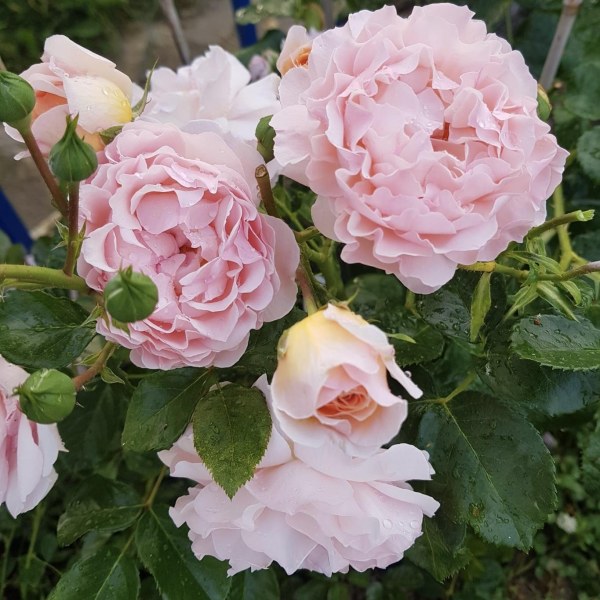 Ш-076 - Роза в саксия 7 л