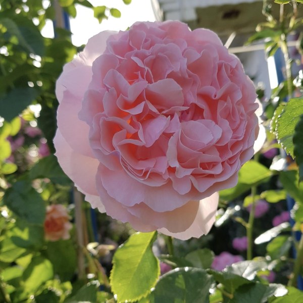 Ш-076 - Роза гол корен