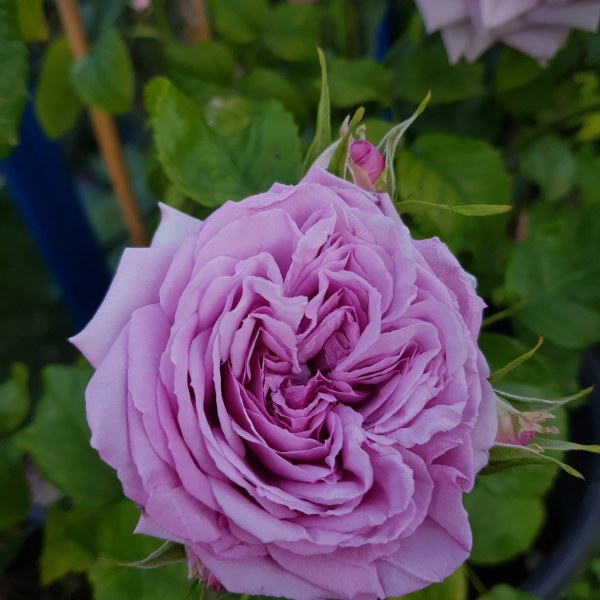 Ш-078 - Роза в саксия 3 л