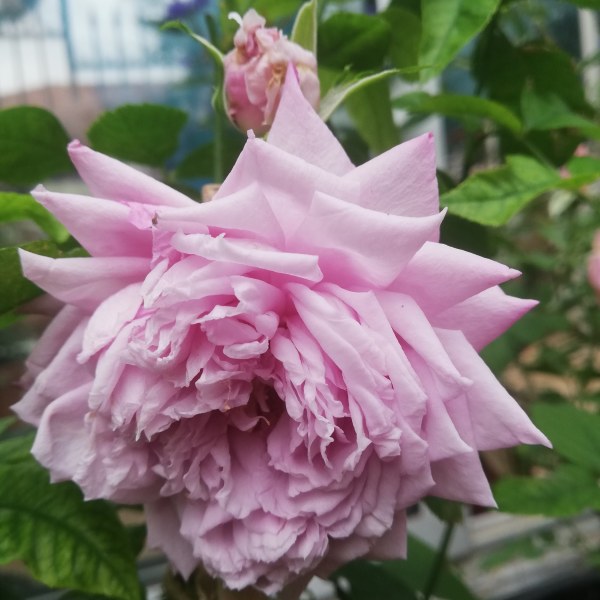 Ш-078 - Роза в саксия 7 л