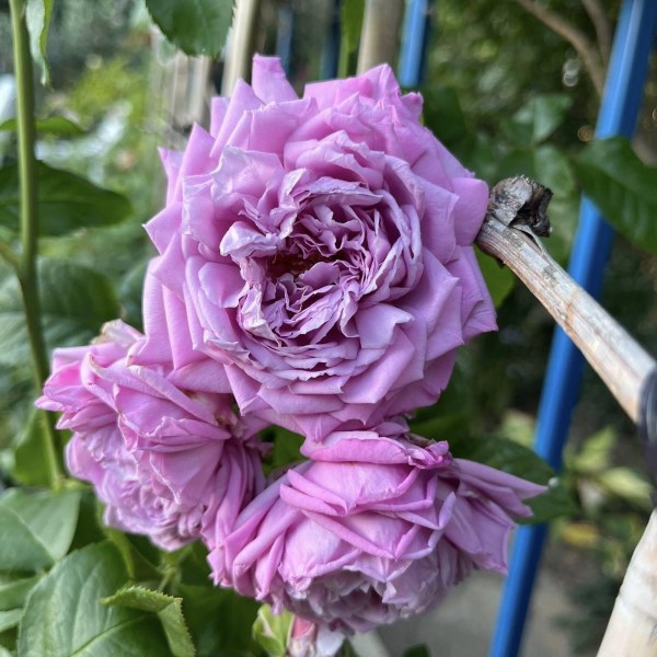 Ш-078 - Роза гол корен