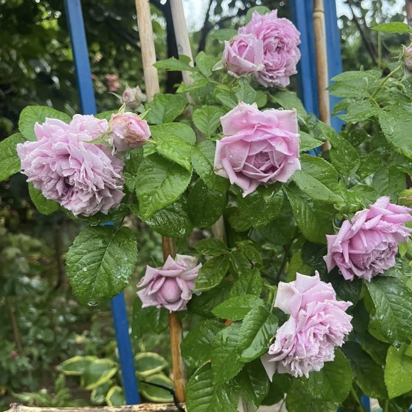 Ш-078 - Щамроза  в саксия 5 л