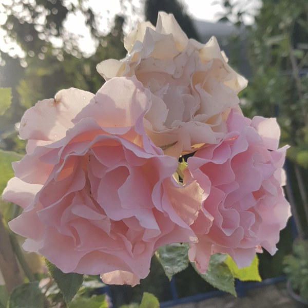 Ш-080 - Роза в саксия 3 л