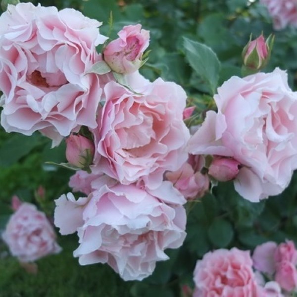 Ш-080 - Роза в саксия 7 л