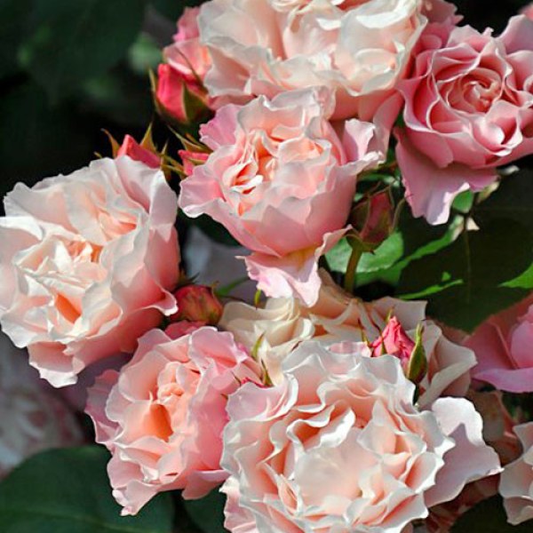 Ш-080 - Роза гол корен