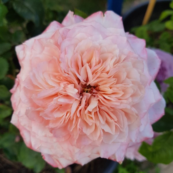 Ш-081 - Роза в саксия 3 л