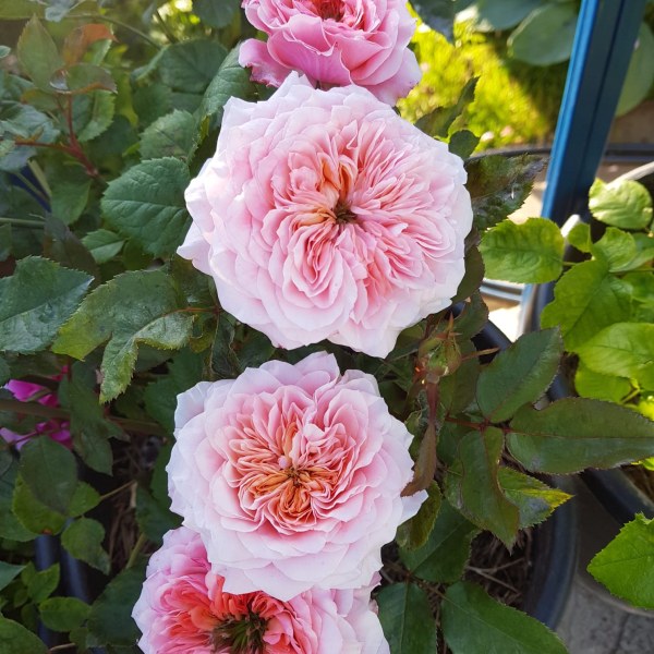 Ш-081 - Роза в саксия 7 л