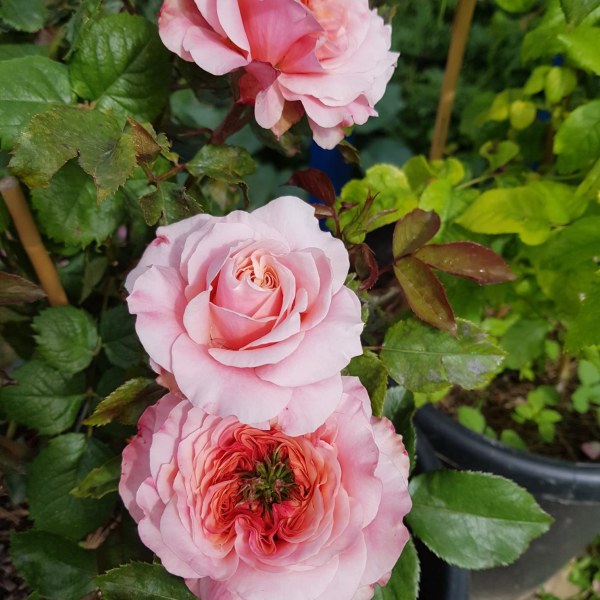 Ш-081 - Роза гол корен