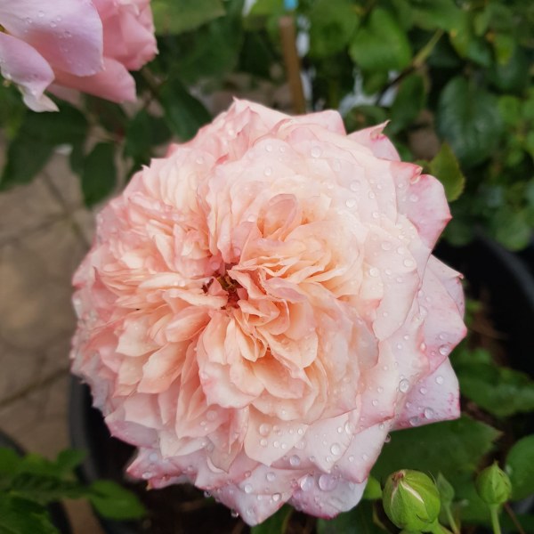 Ш-081 - Щамроза  в саксия 5 л