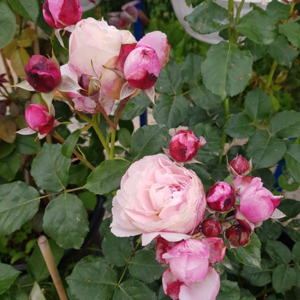 Ш-082 - Роза в саксия 3 л