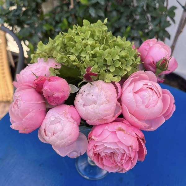 Ш-082 - Роза в саксия 7 л