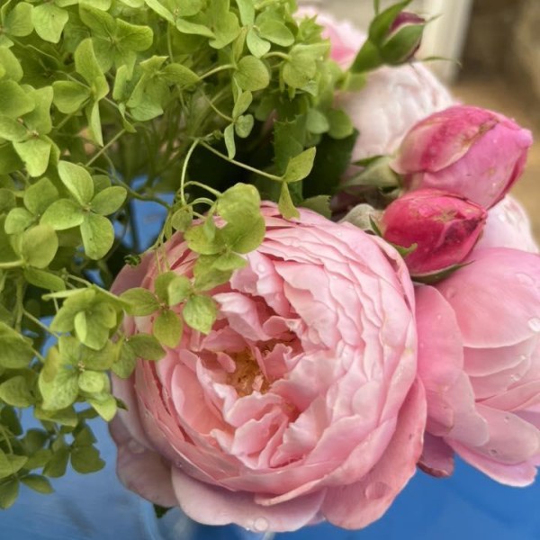 Ш-082 - Роза гол корен