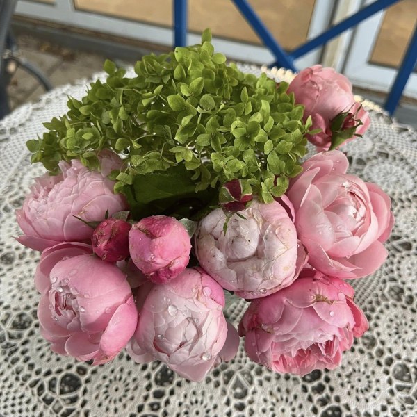 Ш-082 - Щамроза  в саксия 5 л