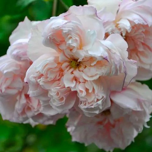 Ш-083 - Роза в саксия 3 л