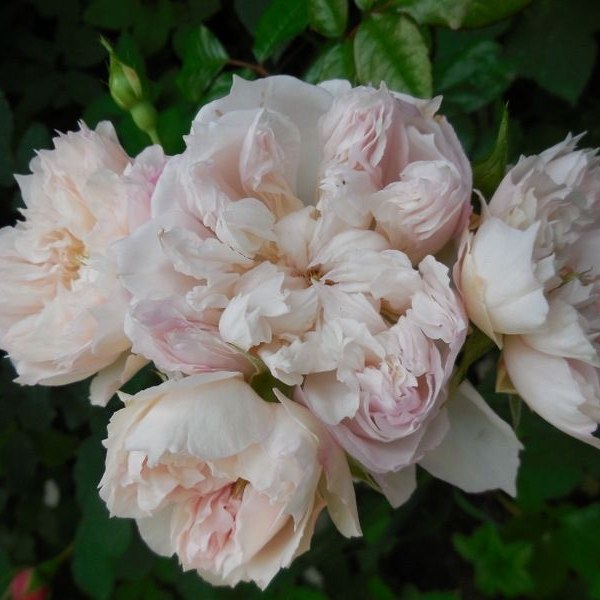 Ш-083 - Роза в саксия 7 л