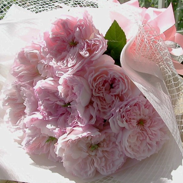 Ш-083 - Роза гол корен