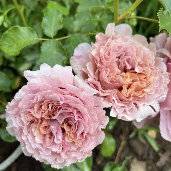 Ш-085 - Роза в саксия 3 л